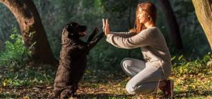 Cão Bem Resolvido