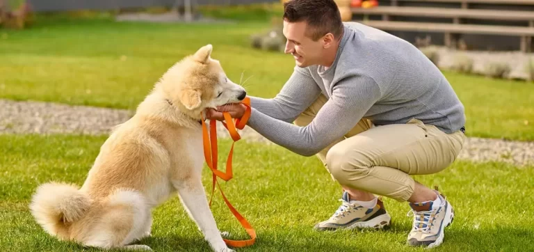 Cão Bem Resolvido: Por que adestrar um cão é importante?​